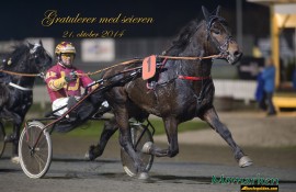Kapable Mjølner Tore jakter karrierens femte seier, men hesten er ikke stø på beina (foto: hesteguiden.com)