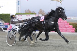 Tross galopp kunne Eirik Høitomt lose Tysvær Loke inn til V75-seier på lørdag – reprise på samme bane i kveld? (foto: hesteguiden.com)